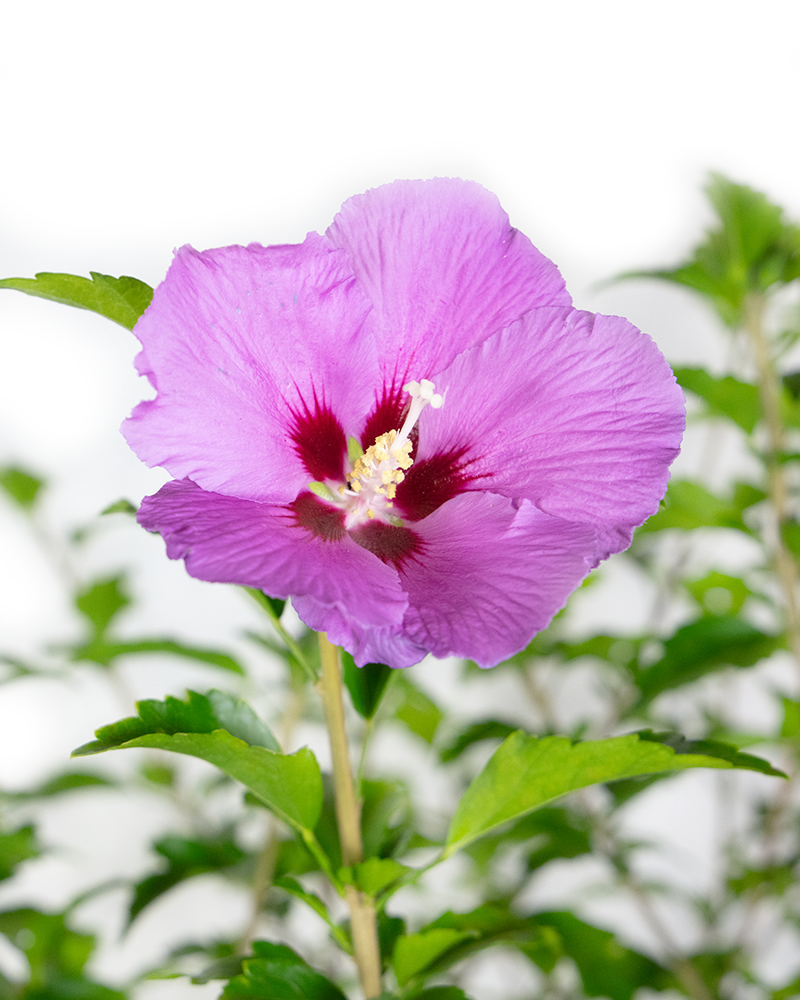 Tahiti Rose of Sharon #5<br><i>Hibiscus syriacus Mineru</br></i>