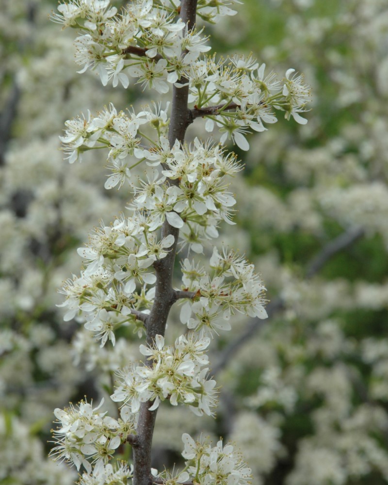 Santa Rosa Plum #15<br><i>Prunus Santa Rosa</br></i>