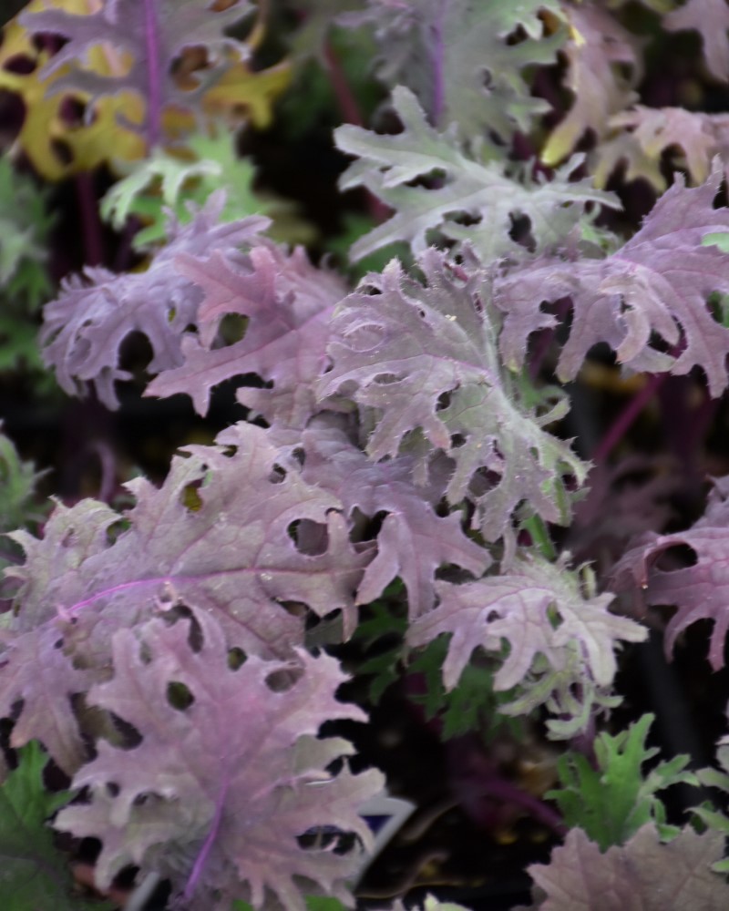Kale Red Russian 6 Pack