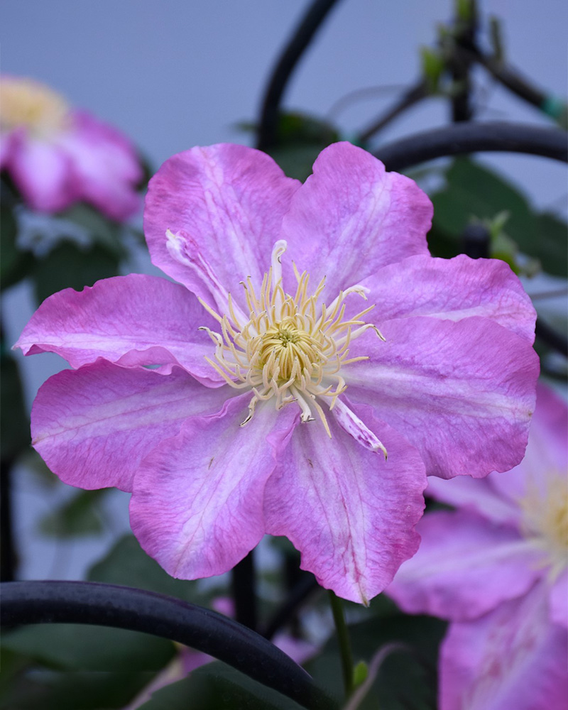 Asao Clematis #1<br><i>Clematis Asao</br></i>