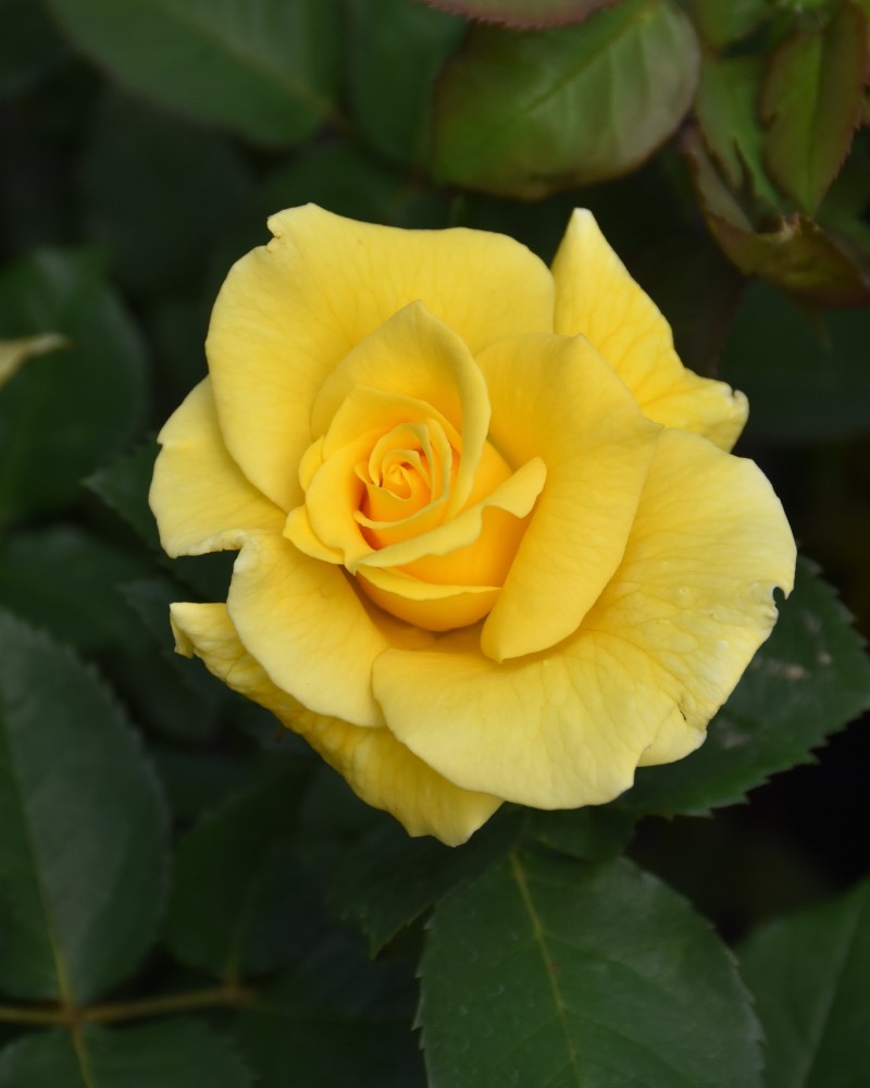 Midas Touch Rose #3<br><i>Rosa Midas Touch</br></i>