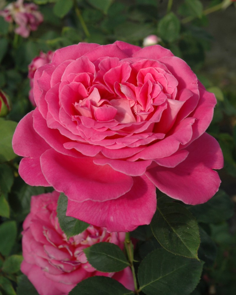 Pink Peace Rose #3<br><i>Rosa Pink Peace</br></i>