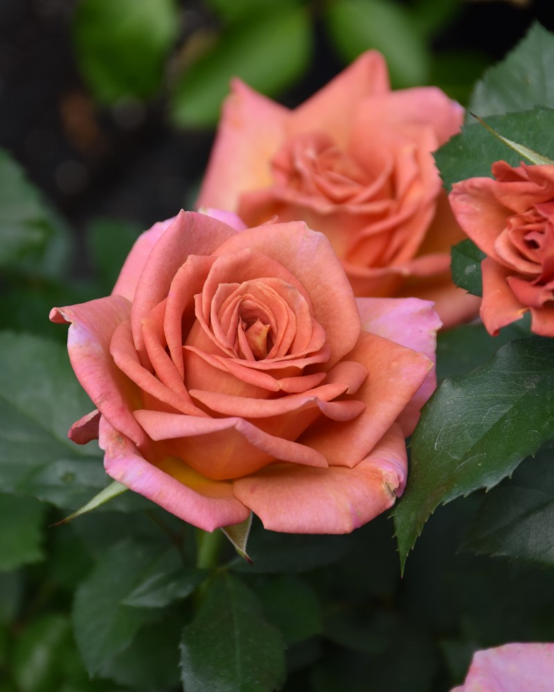 Pumpkin Patch Rose #3<br><i>Rosa Pumpkin Patch</br></i>