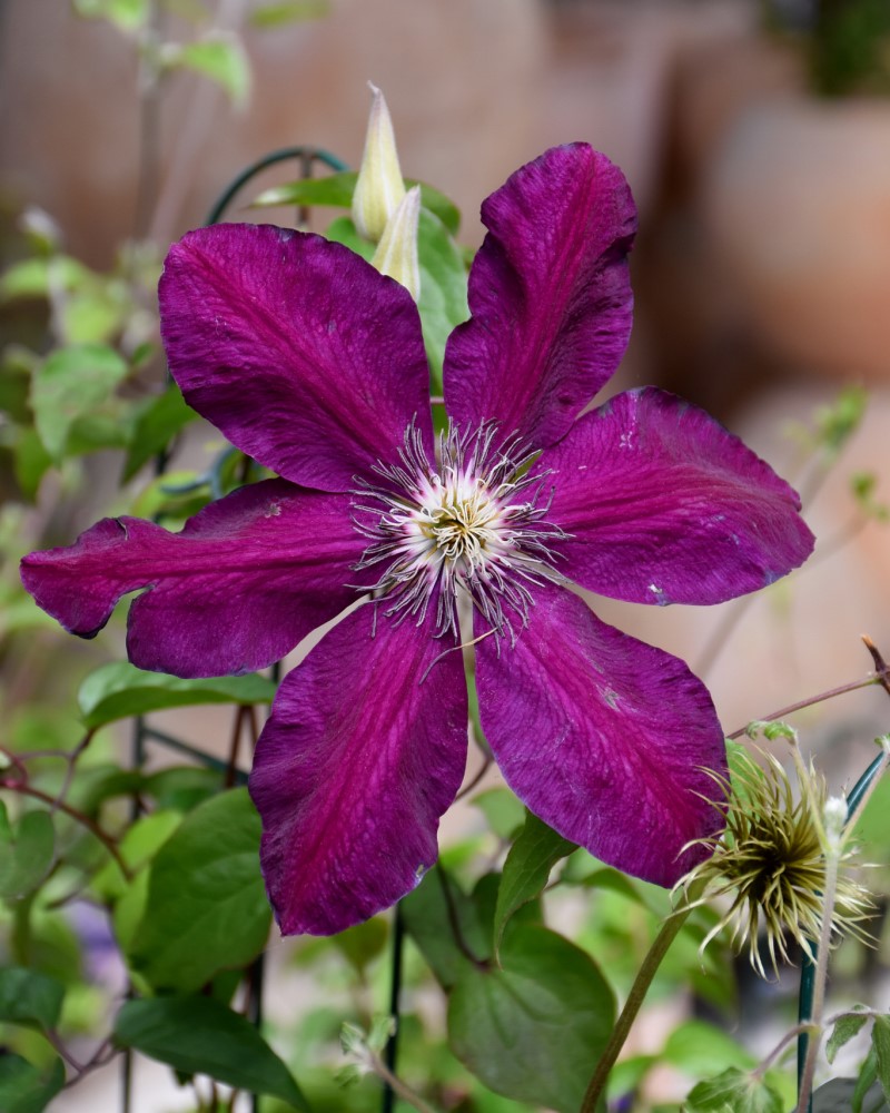 Westerplatte Clematis #1<br><i>Clematis Westerplatte</br></i>