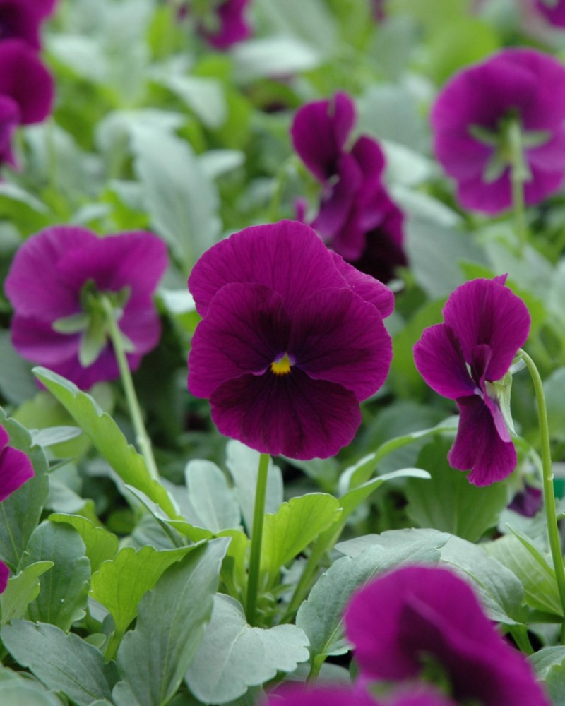 Pansy Cool Wave Purple 4"