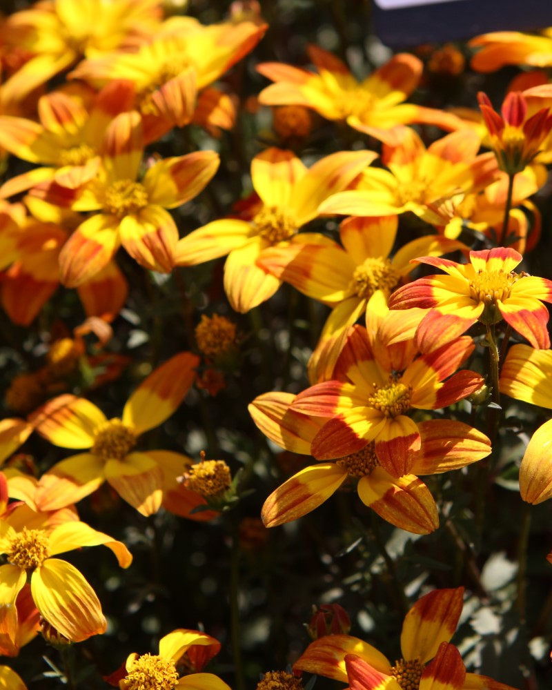 Bidens Bee Alive 4"