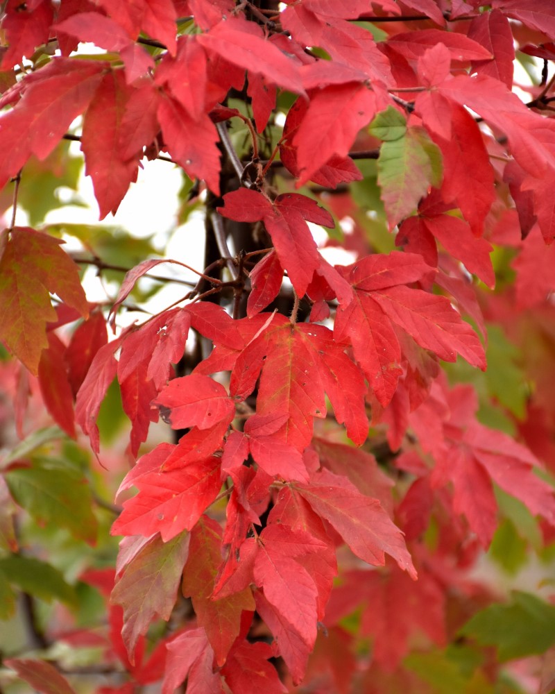 Paperbark Maple #15<br><i>Acer griseum</br></i>