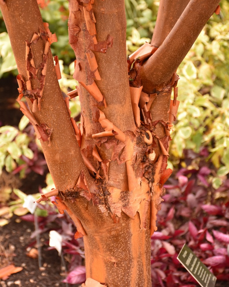 Paperbark Maple #15<br><i>Acer griseum</br></i>