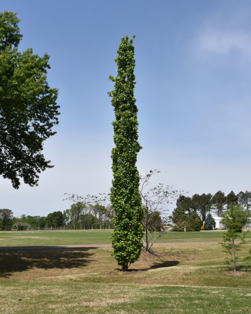 Slender Silhouette Sweet Gum #15<br><i>Liquidambar styraciflua Slender Silhouette</br></i>