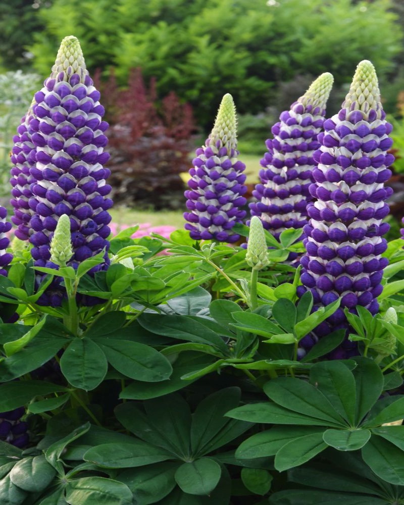 West Country Blacksmith Lupine #1<br><i>Lupinus Blacksmith</br></i>