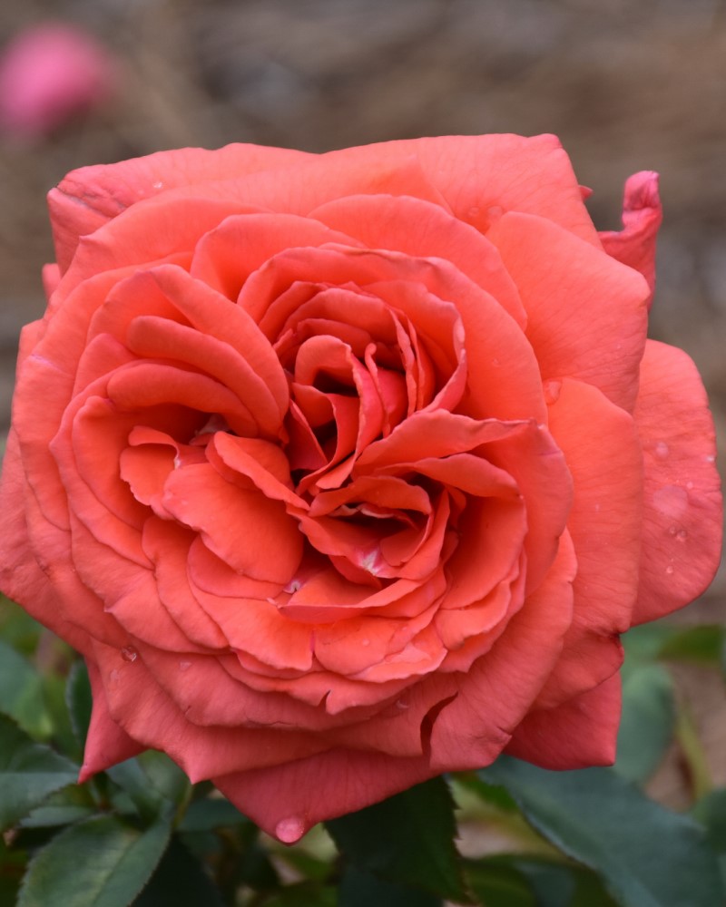 Fragrant Cloud Rose #3<br><i>Rosa Fragrant Cloud</br></i>