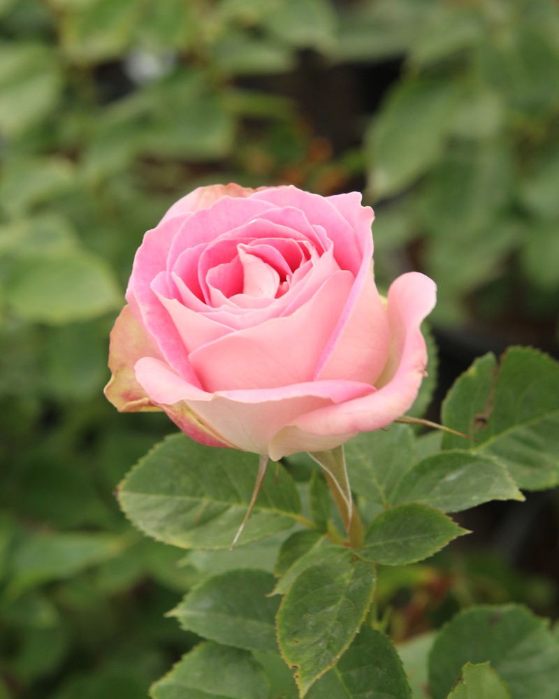 Painted Porcelain Rose #3<br><i>Rosa WEKmostadabre</br></i>