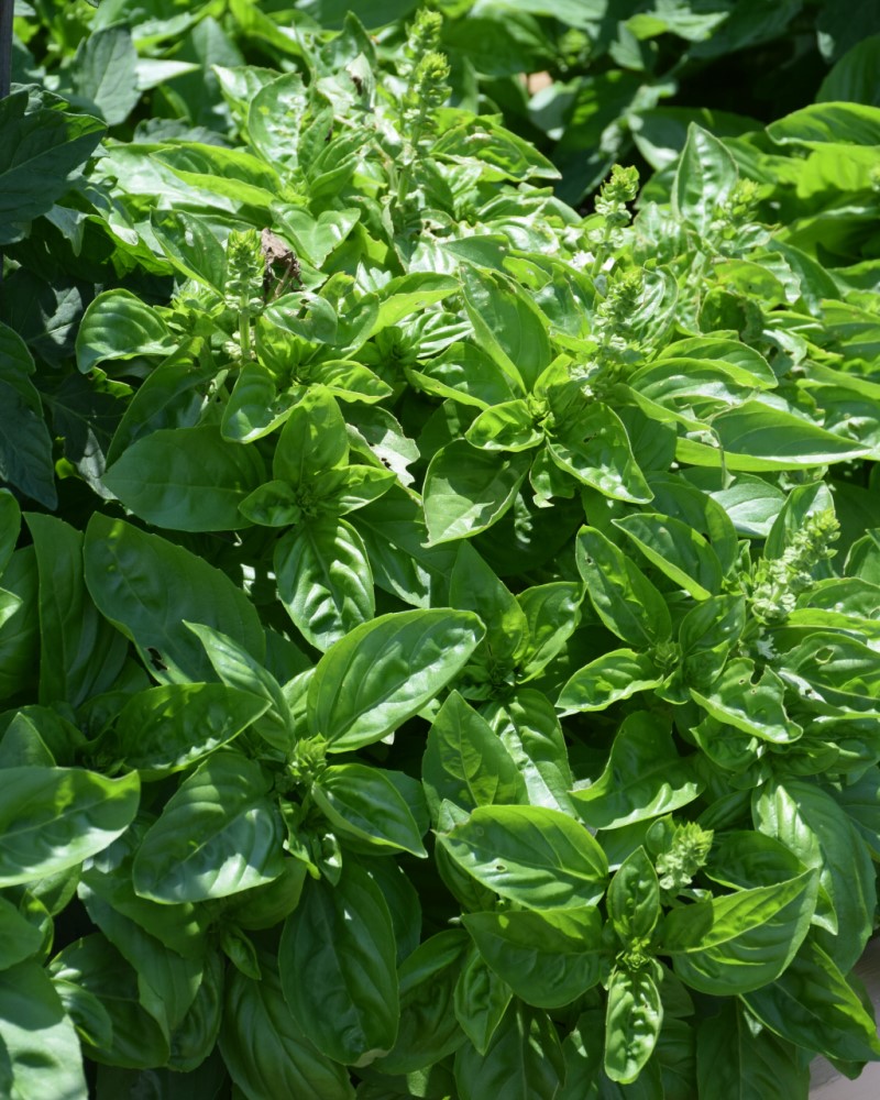 Basil Dolce Fresca 4"