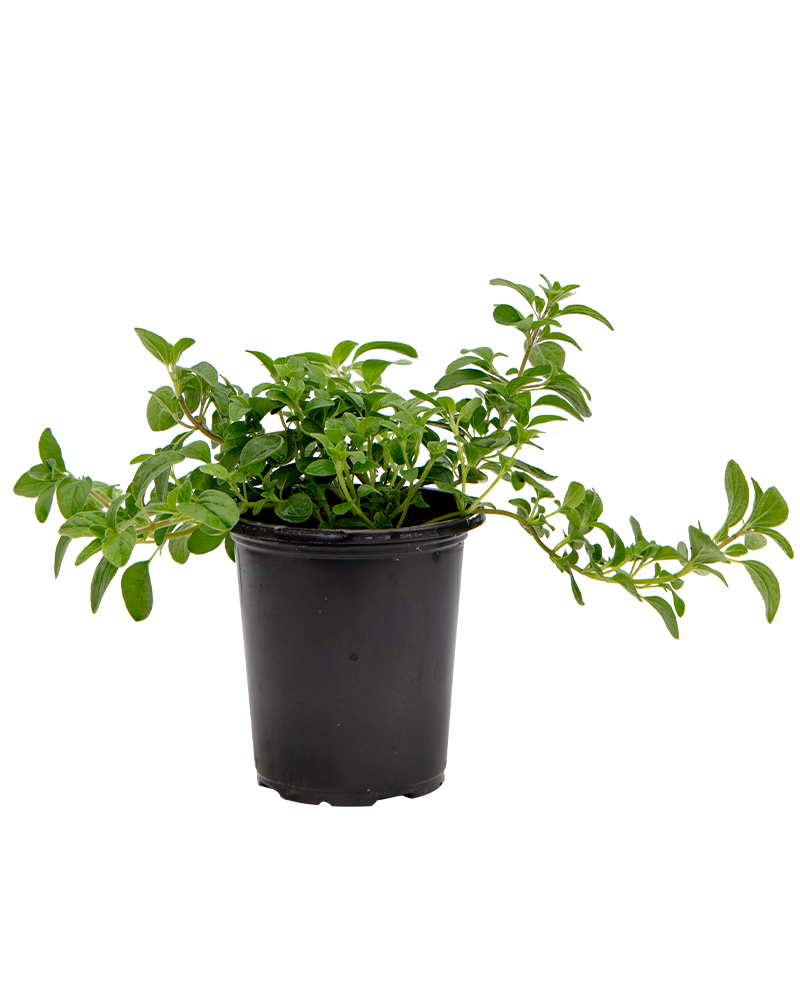 Oregano Italian 4"