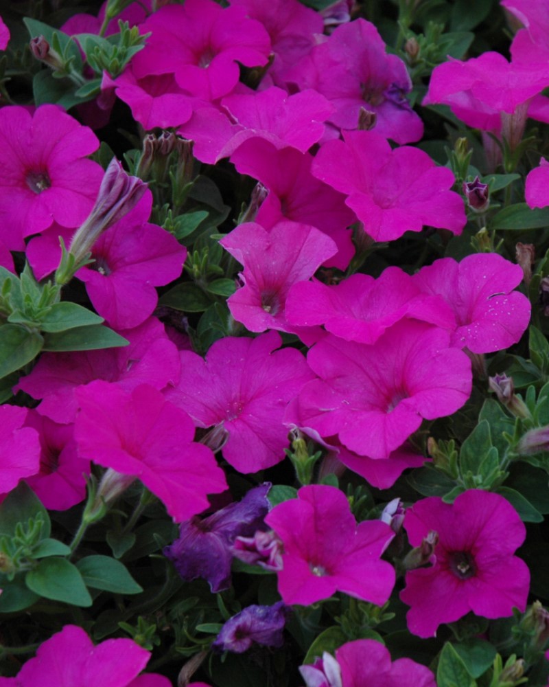 Petunia Easy Wave Neon Rose 4"