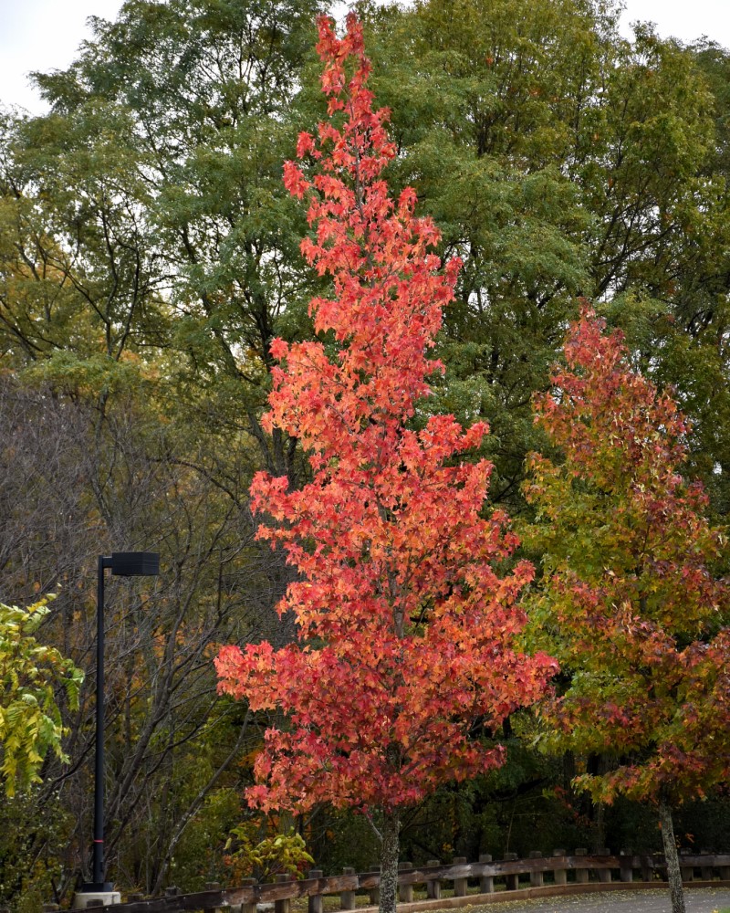 Sweet Gum #15<br><i>Liquidambar styraciflua</br></i>