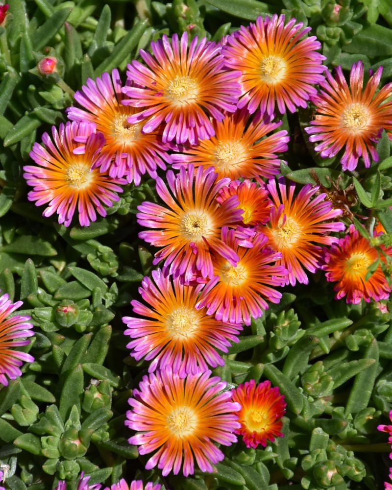 Ocean Sunset™ Orange Glow Ice Plant #1<br><i>Delosperma T18-7</br></i>