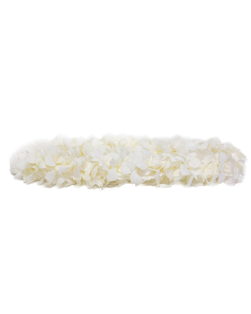 White Graduation Orchid Lei