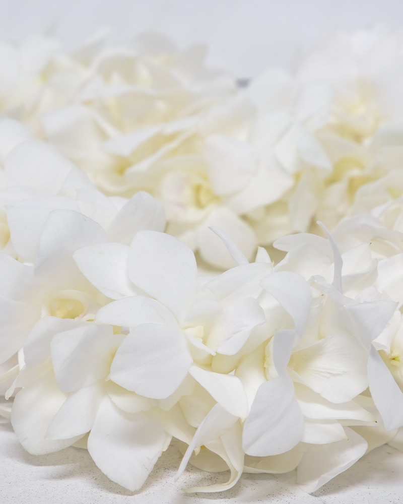 White Graduation Orchid Lei