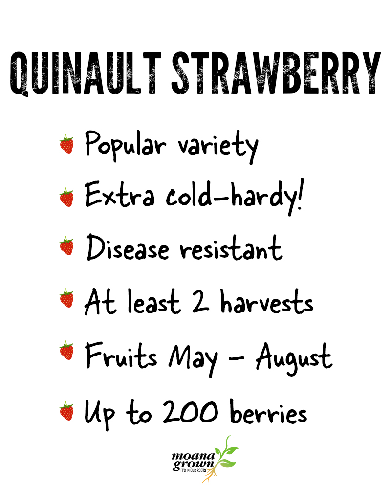 Strawberry Quinault #1