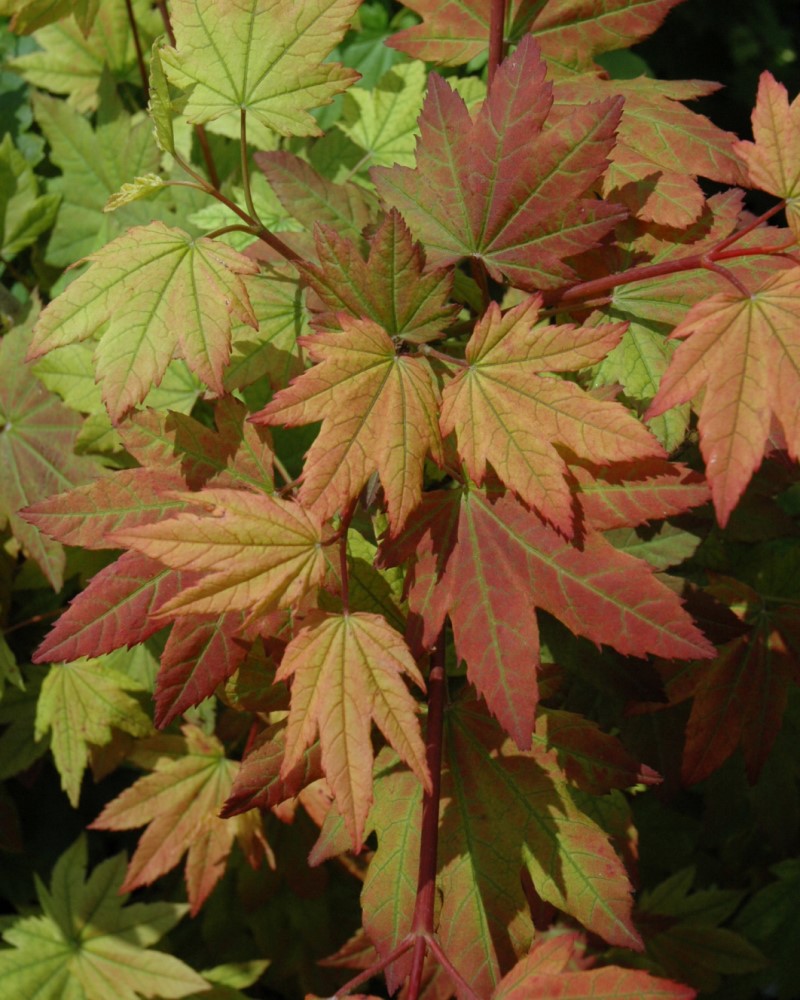 Vine Maple #15<br><i>Acer circinatum</br></i>