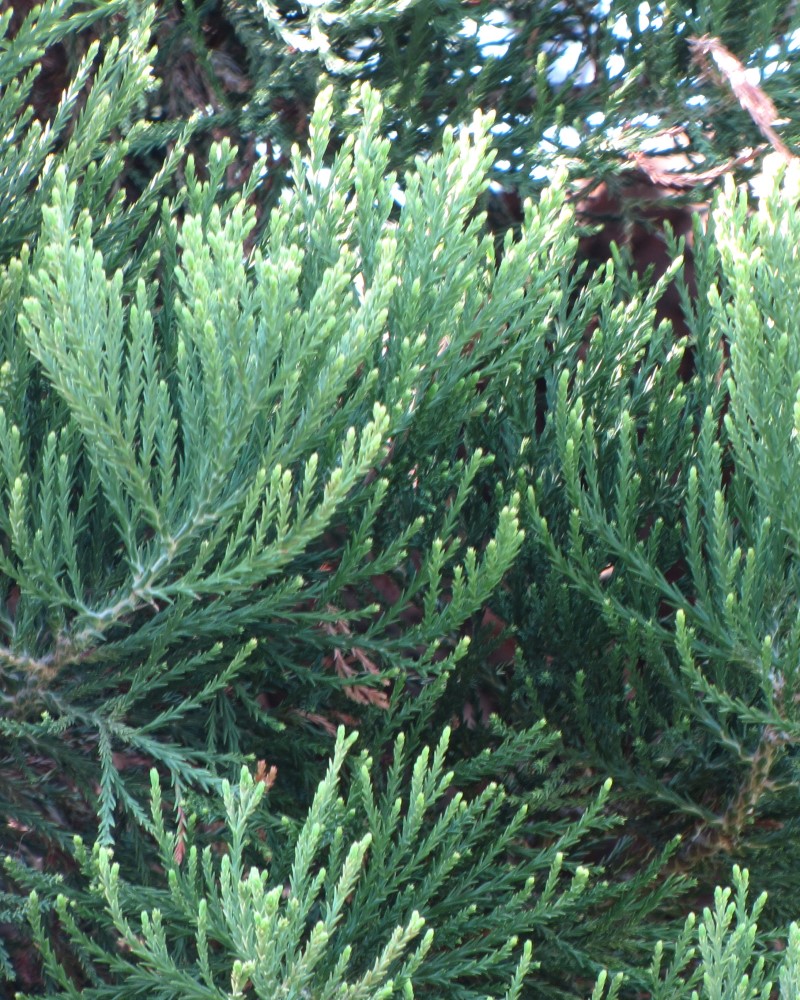 Giant Sequoia #15<br><i>Sequoiadendron giganteum</br></i>