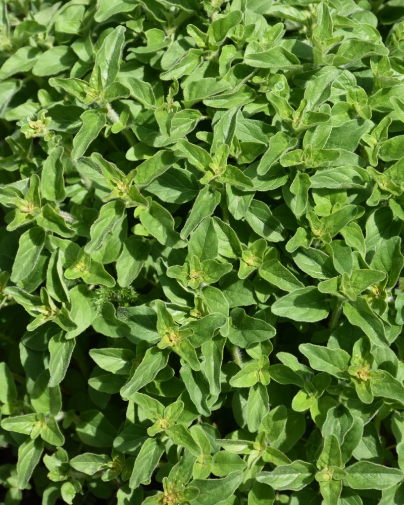 Oregano Greek 4"