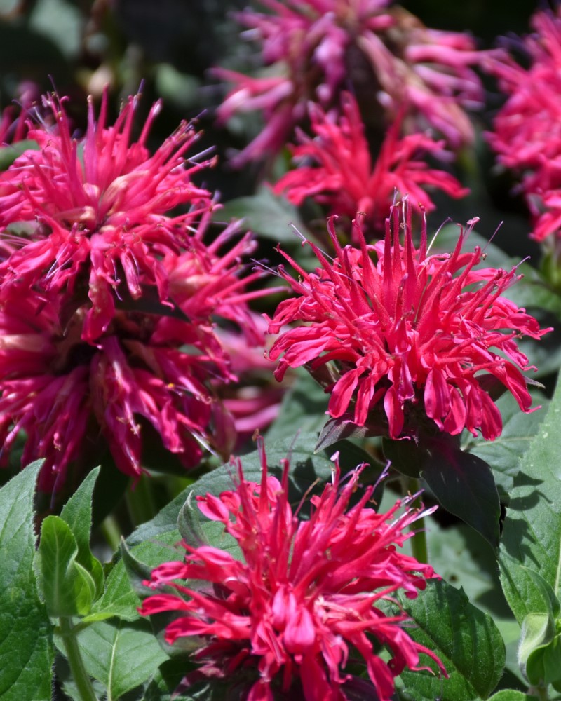 Balmy Rose Beebalm #1<br><i>Monarda didyma Balbalmose</br></i>