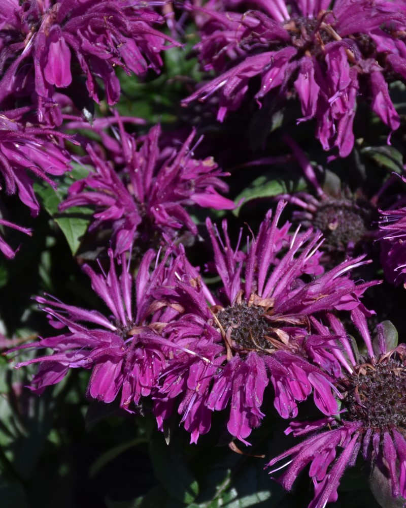 Rockin Raspberry Beebalm #1<br><i>Monarda Rockin Raspberry</br></i>