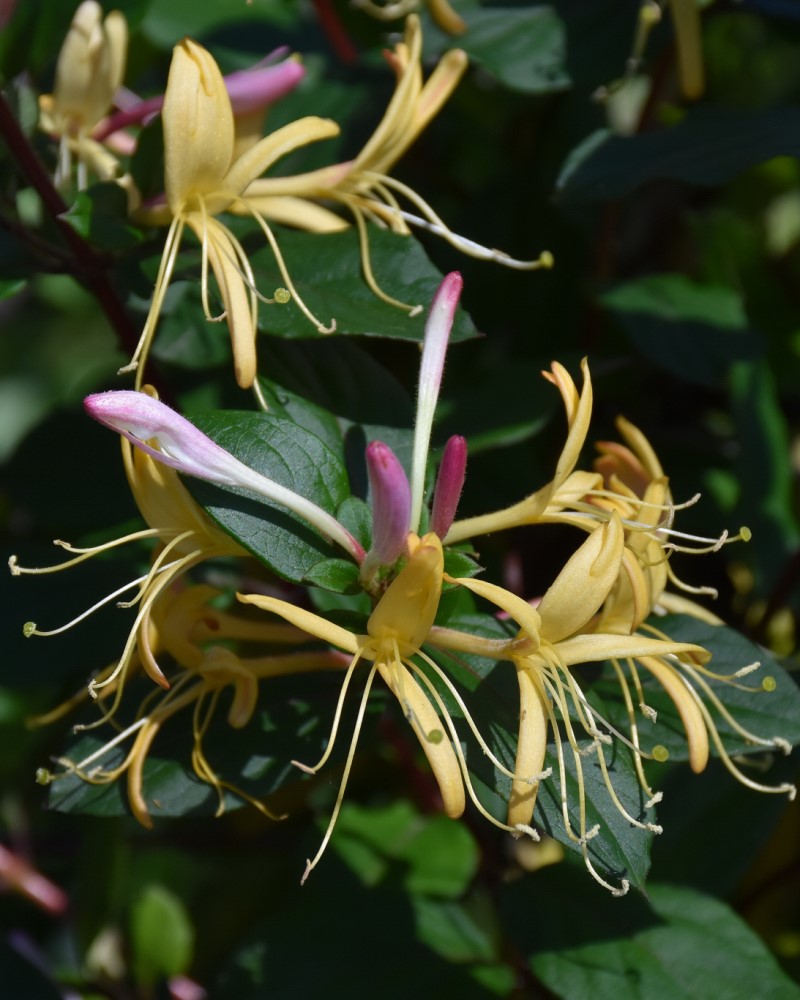 Purple-Leaf Japanese Honeysuckle #5<br><i>Lonicera japonica Purpurea</br></i>