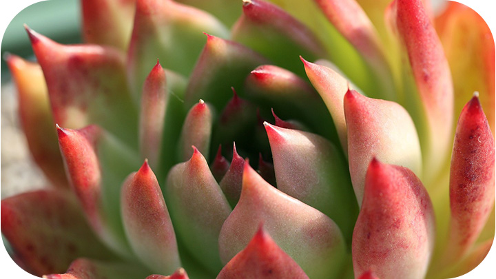 Cacti and Succulents