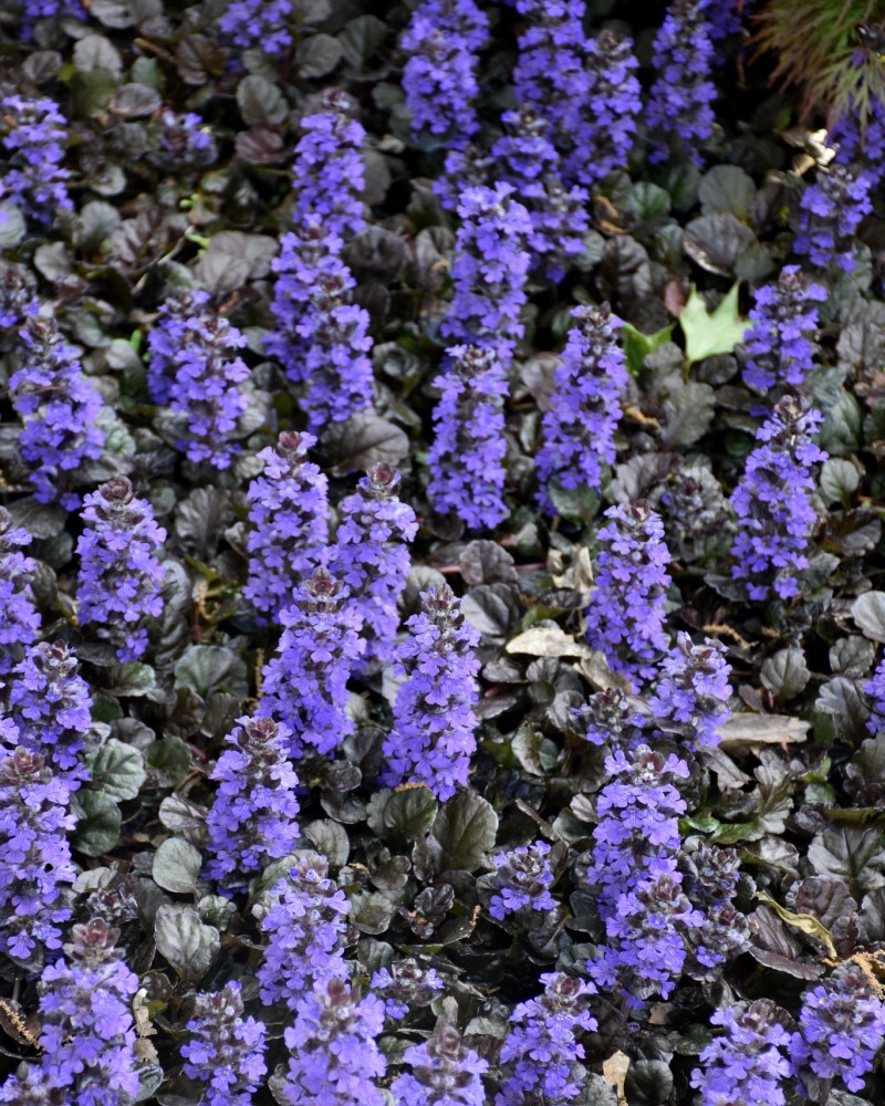 Black Scallop Bugleweed #1<br><i>Ajuga reptans Black Scallop</br></i>