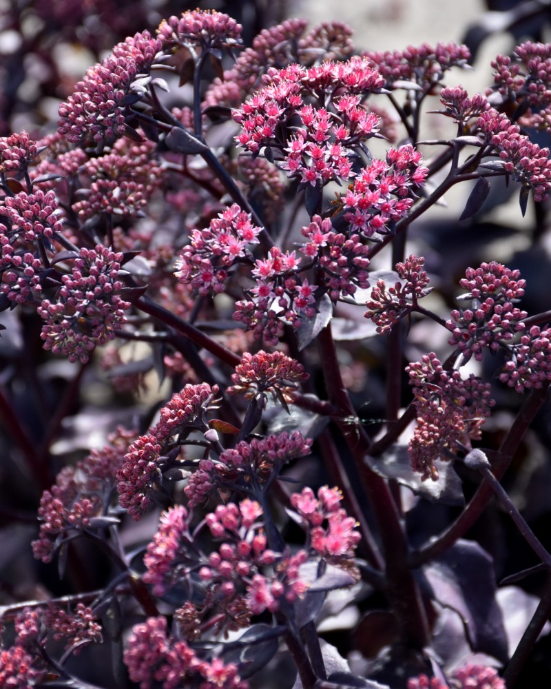 Cherry Truffle Stonecrop #1<br><i>Sedum Cherry Truffle</br></i>