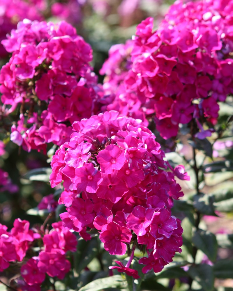 Super Ka-Pow Fuchsia Garden Phlox #1<br><i>Phlox paniculata Balsukafus</br></i>