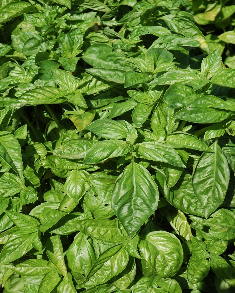 Basil Italian Large Leaf 4"