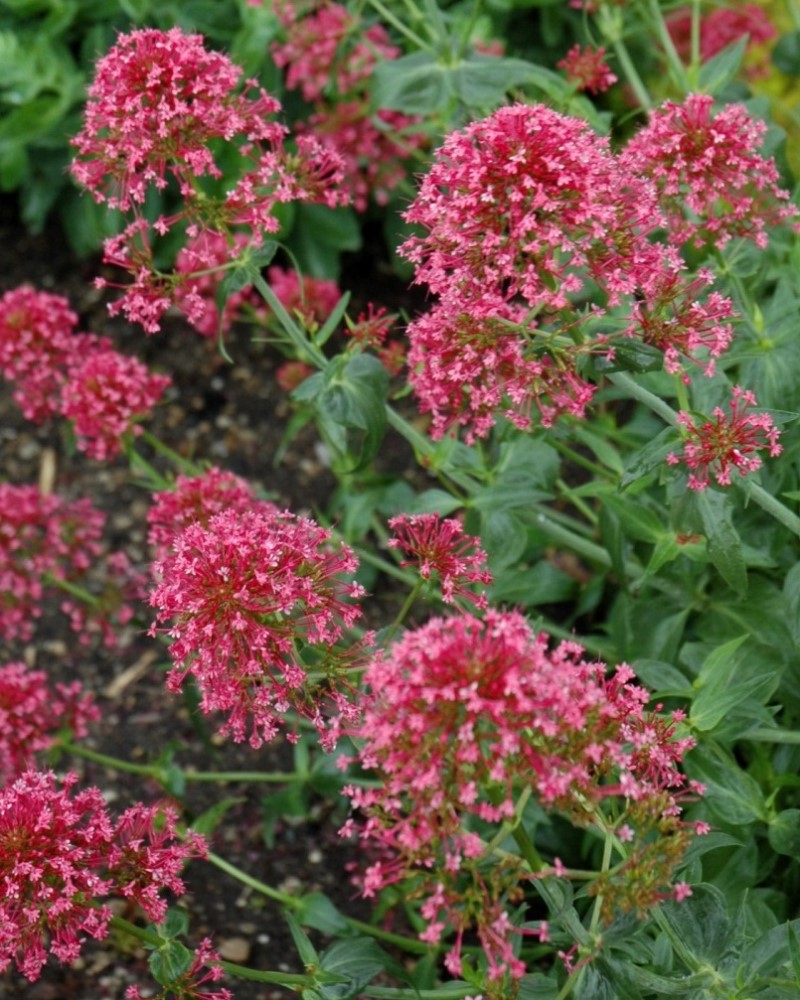 Pretty Betsy Valerian #1<br><i>Centranthus ruber Pretty Betsy</br></i>