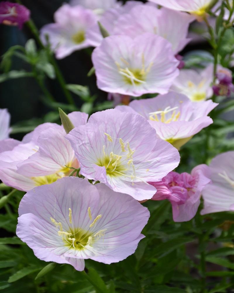 Siskiyou Mexican Evening Primrose #1<br><i>Oenothera berlandieri Siskiyou</br></i>