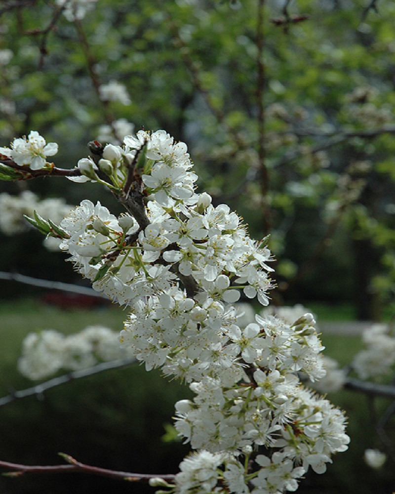 Greengage Plum #15<br><i>Prunus Greengage</br></i>