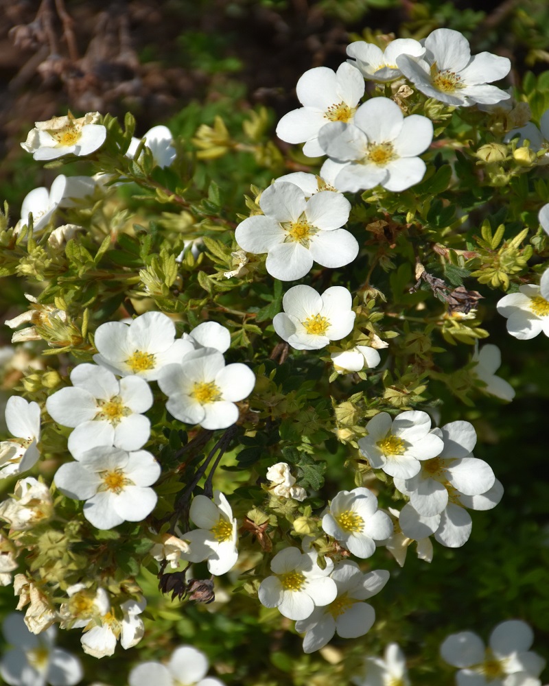 McKay's White Potentilla #5<br><i>Potentilla fruticosa McKay's White</br></i>