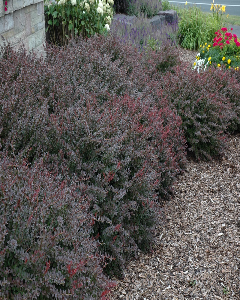 Crimson Pygmy Japanese Barberry #3<br><i>Berberis thunbergii Crimson Pygmy</br></i>