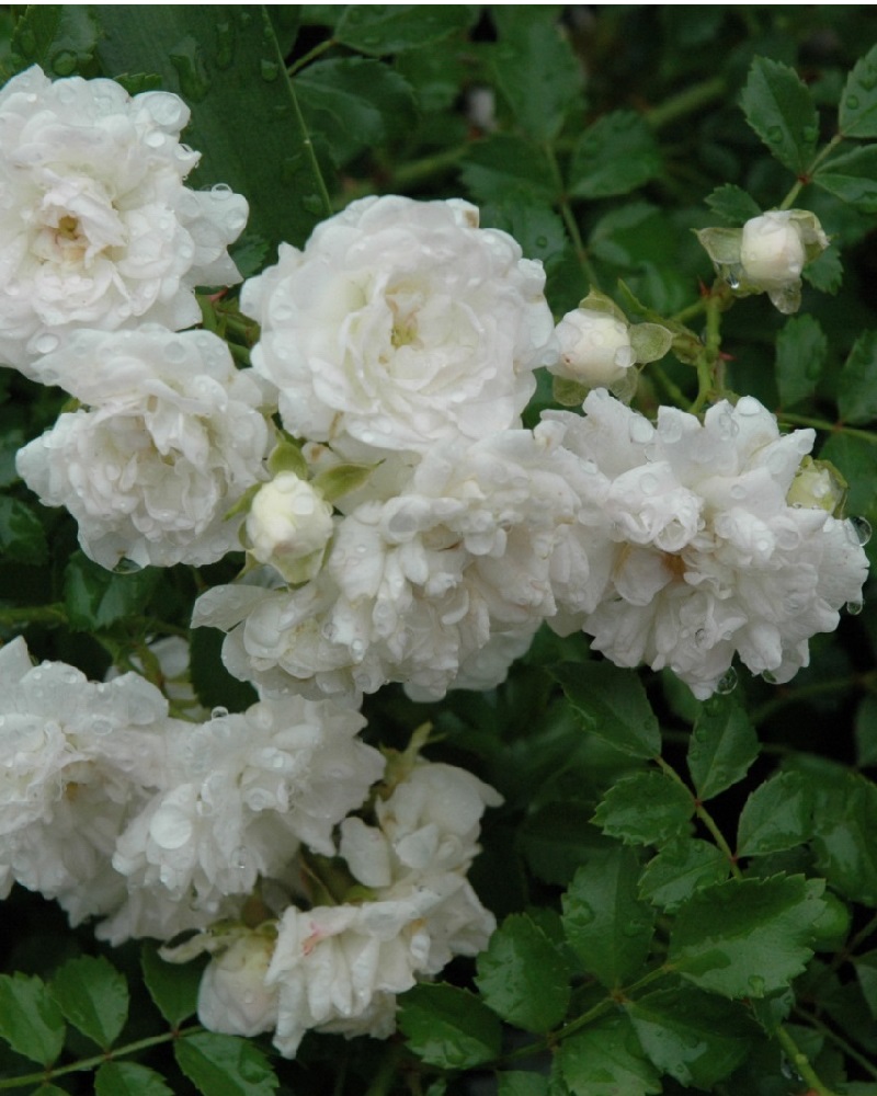 White Drift® Rose #2<br><i>Rosa Meizorland</br></i>