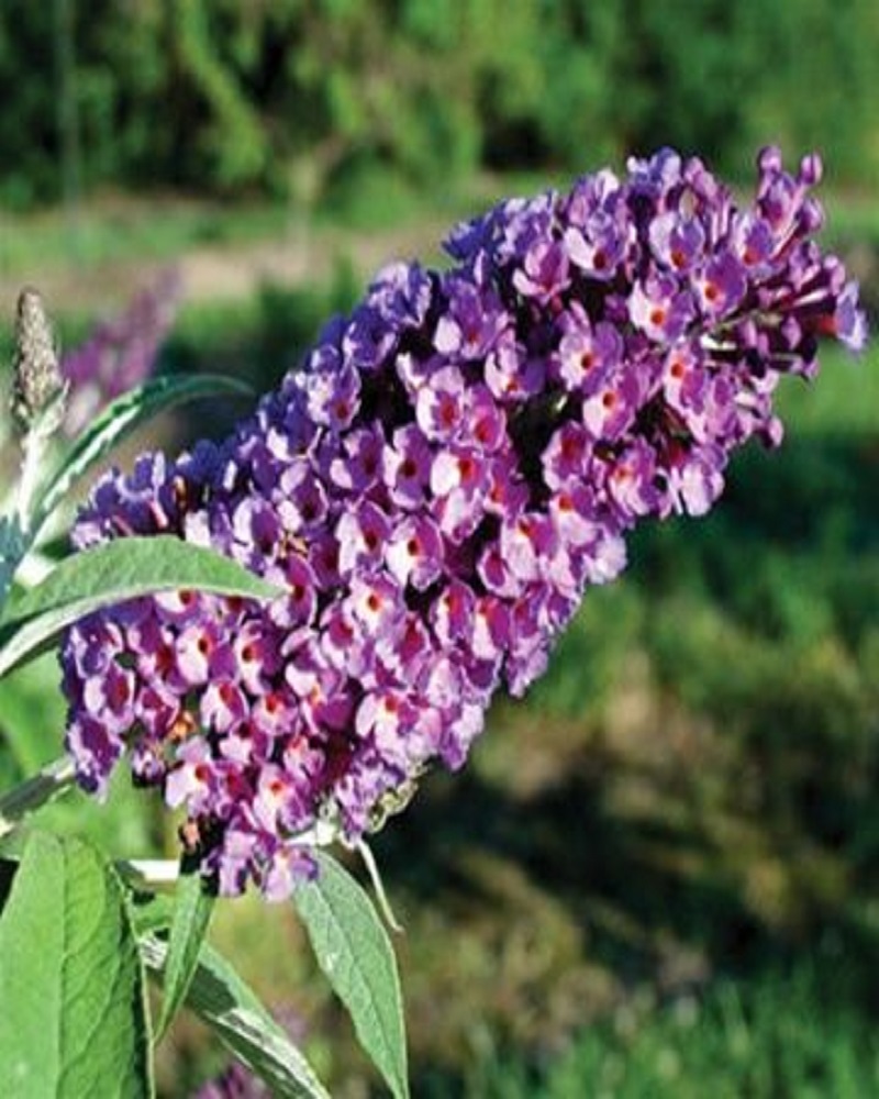 Asian Moon Butterfly Bush #5<br><i>Buddleia davidii</br></i>