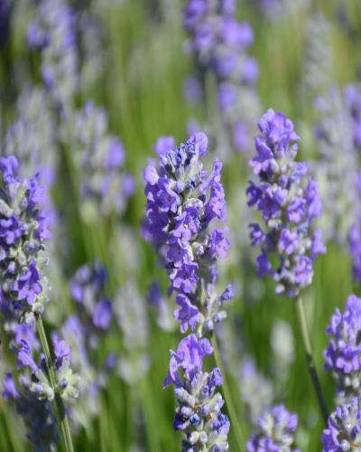 Munstead Lavender #1<br><i>Lavandula angustifolia Munstead</br></i>