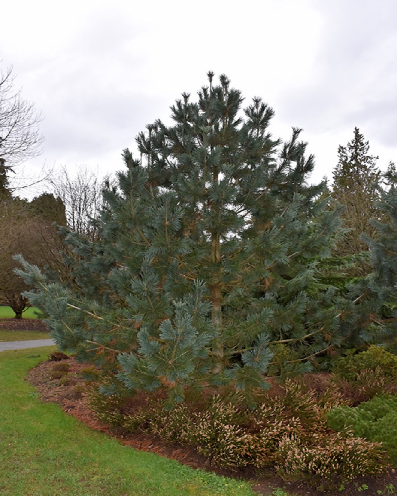 Vanderwolf's Pyramid Pine<br><i>Pinus flexilis Vanderwolf's Pyramid</br></i>