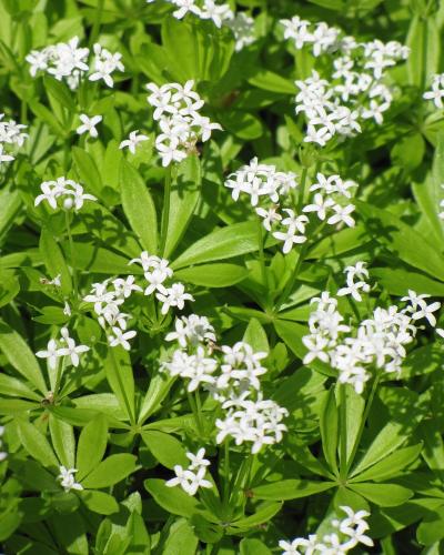 Sweet Woodruff #1<br><i>Galium odoratum</br></i>