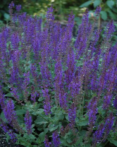 May Night Sage #1<br><i>Salvia x sylvestris May Night</br></i>