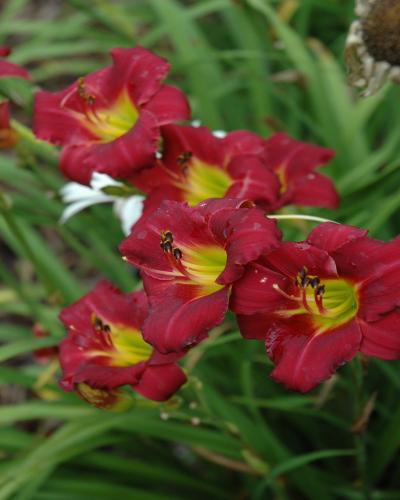 Pardon Me Daylily #1<br><i>Hemerocallis Pardon Me</br></i>