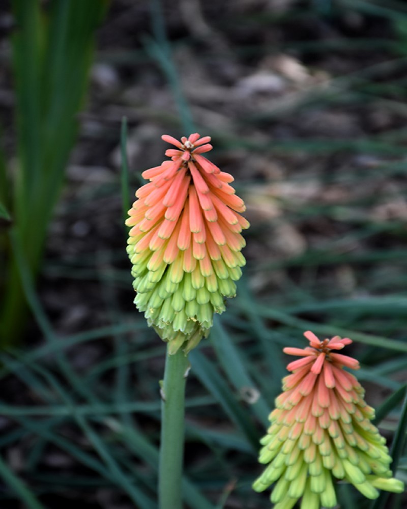 Fire Dance Torchlily #1<br><i>Kniphofia hirsuta Fire Dance</br></i>