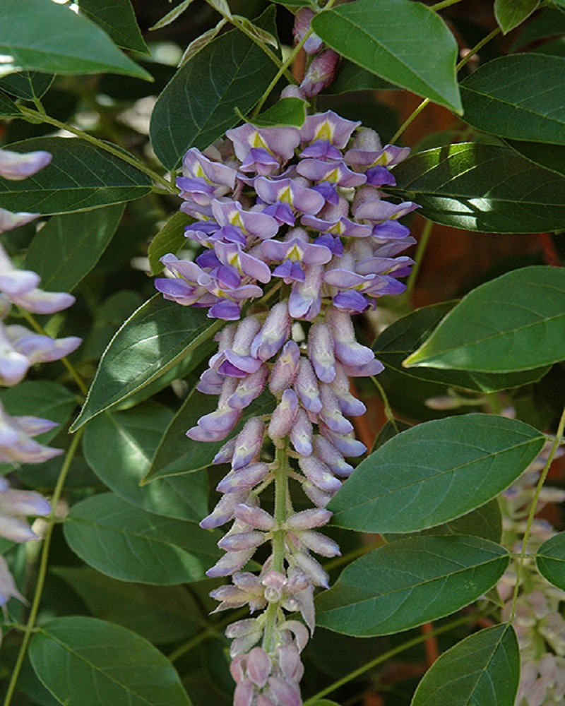 Wisteria Summer Cascade #2