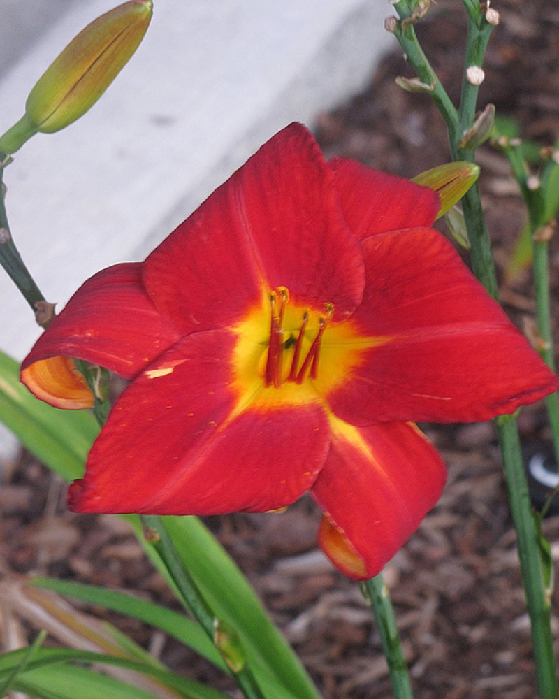 Daylily Autumn Red #1